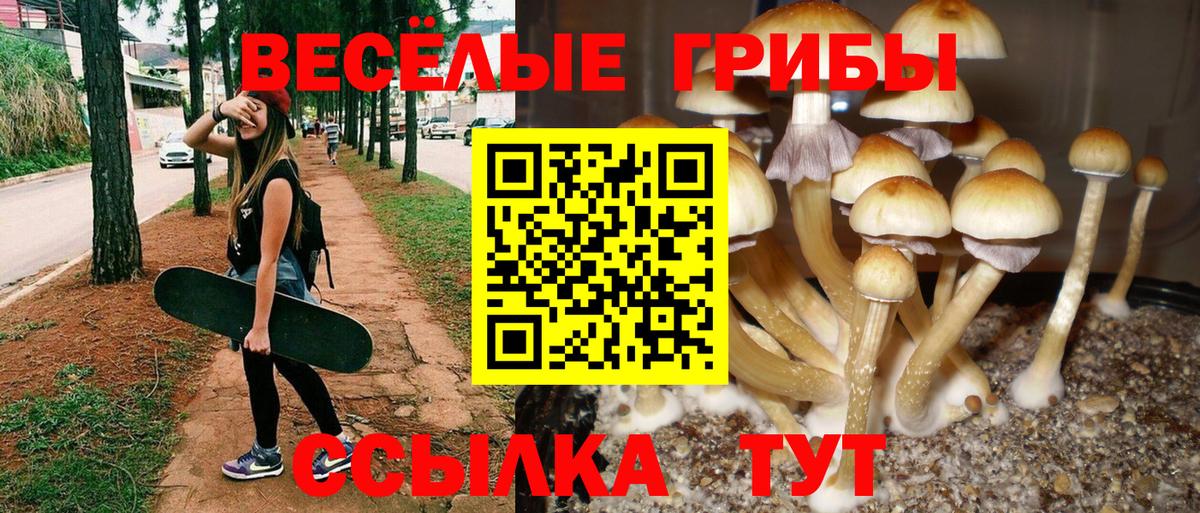 Галлюциногенные грибы Psilocybine cubensis Рязань